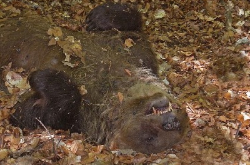 Svolta nelle indagini sull'assassino dell'orso: l'operaio ha confessato