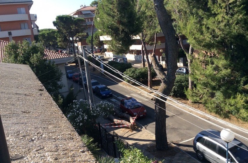 Tragedia sfiorata alla Pineta di Pescara. Alberi secchi sui marciapiedi