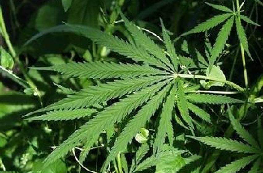 Coltivava ortaggi e cannabis “bio” nell’orto di casa. Denunciato dalla Polizia
