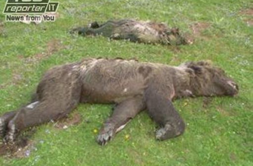 Orrore nel Parco Nazionale d'Abruzzo: tre orsi annegano in vasca raccolta d'acqua