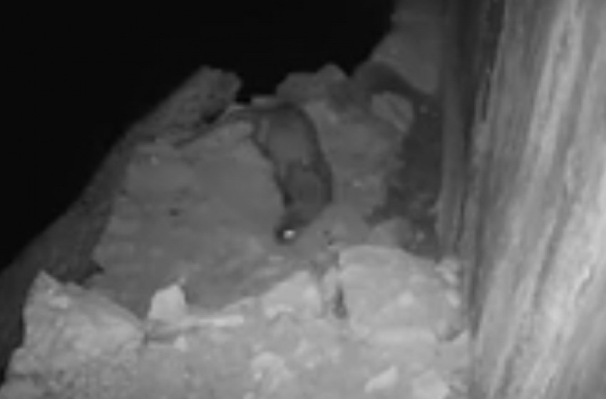 Abruzzo meraviglioso: il video della lontra sul fiume Sagittario 