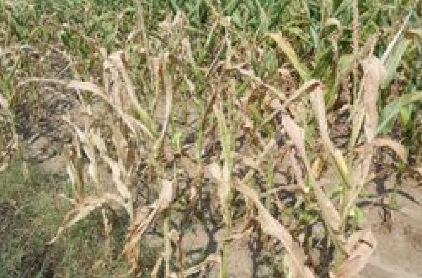 Agricoltura: coltivazioni di mais e fagiolo a rischio per la siccità 
