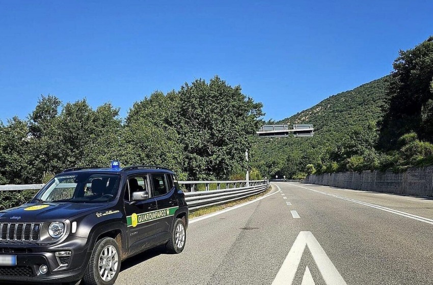 Ancora un orso marsicano ucciso dall’uomo