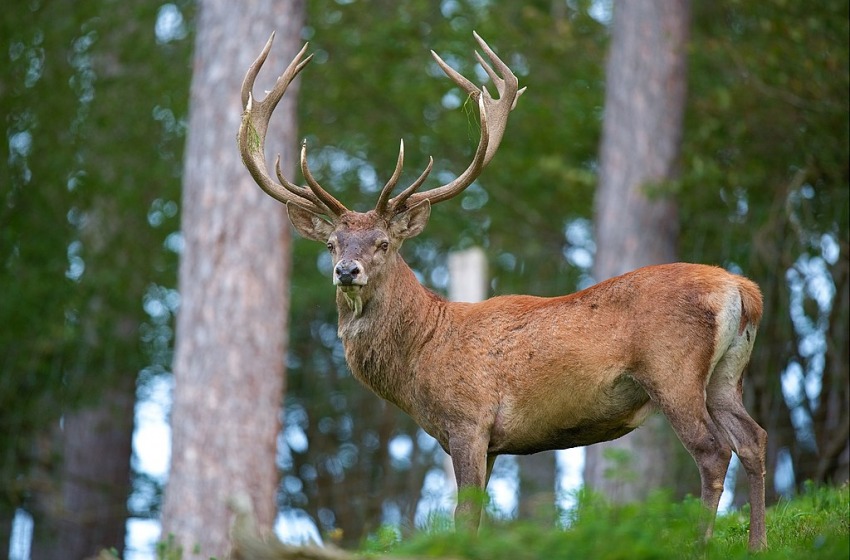 No alla caccia al cervo. WWF lancia petizione online 