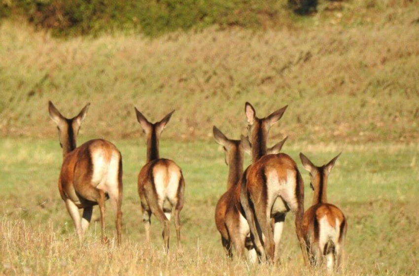 Cinquanta euro per uccidere un cucciolo di cervo. WWF: "Inaccettabile"