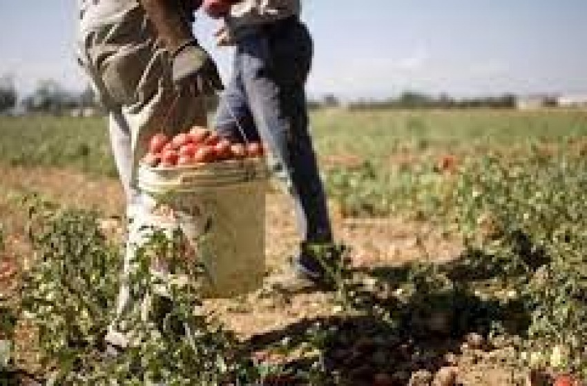 Agricoltura: no a pratiche sleali