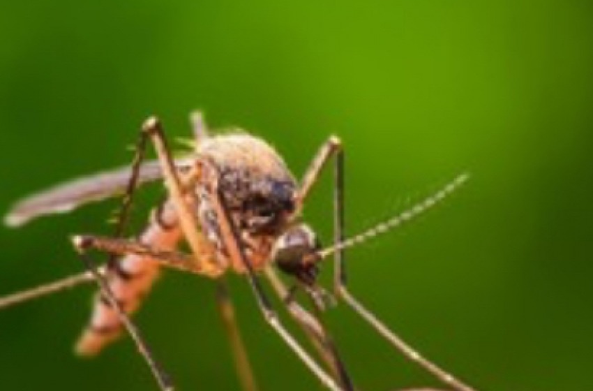 Allarme Dengue a Ortona. C’è un secondo caso