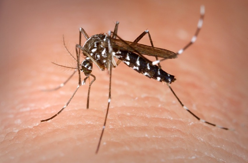 Ancora contagi da Dengue a Ortona