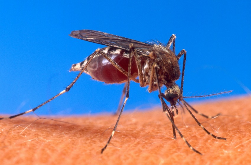 Ancora infezioni da Dengue ad Ortona