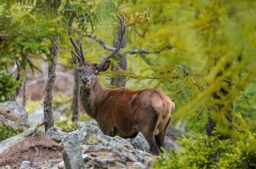 Caccia al Cervo. Domani la decisione 