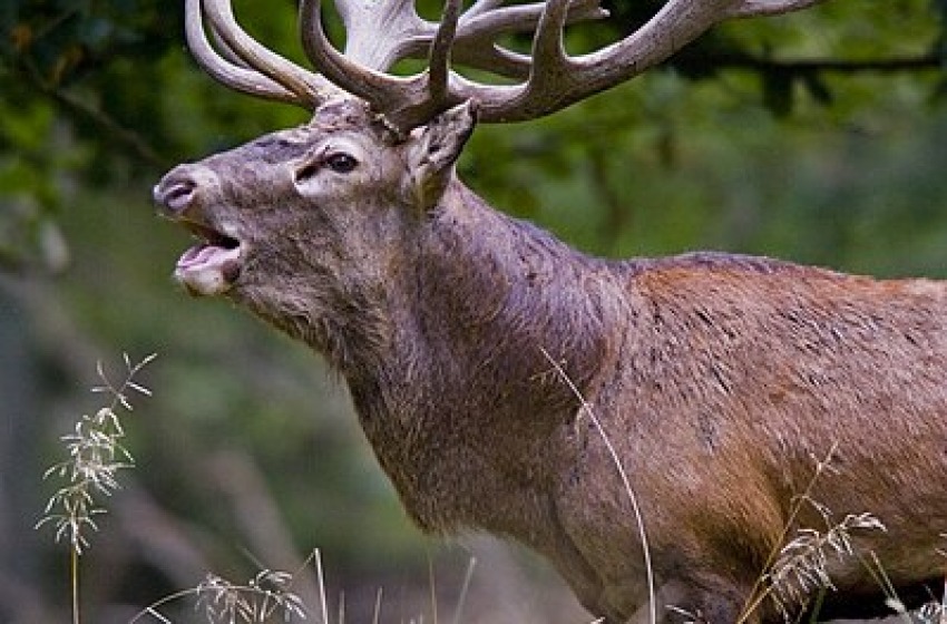 Salvi i 469 cervi condannati a morte dalla Regione Abruzzo